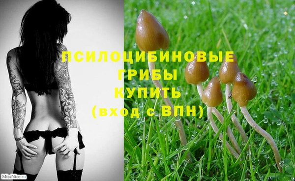стаф Абаза